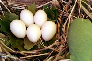 Purple Martin nest/eggs